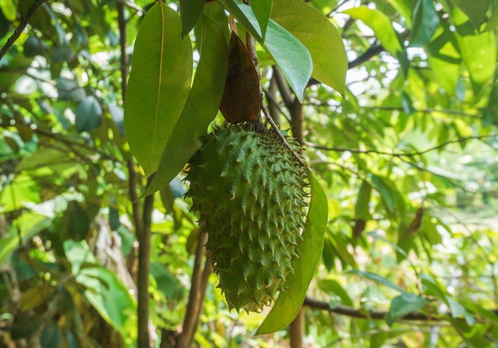 Experience The Surprising Health Benefits Of Soursop Tea